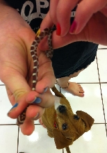 Snake