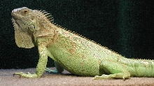 Tiny in cage