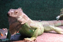 Angry lizard!