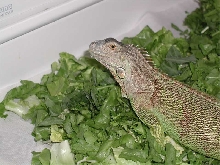 Iguana heaven 1
