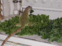 iguana heaven 2