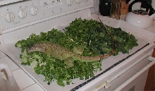 iguana heaven 3