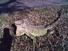 Outside Tiny