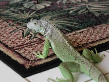carpet