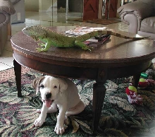 tiny and pup