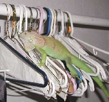 Hanger