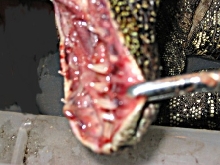 infected gums