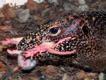 doreanus