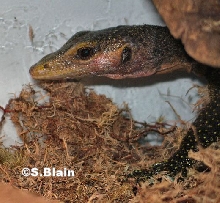 my first yellow head jobi
