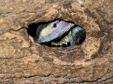 albigularis hole