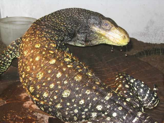 baltazar