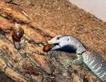 albigularis feeding snails-roaches