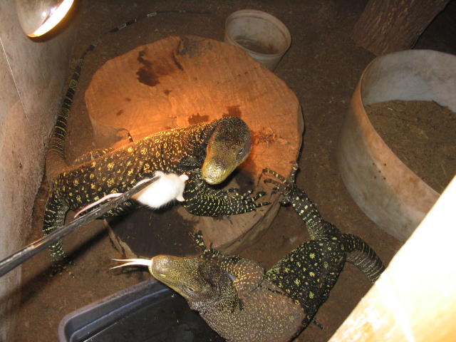 croc pair feeding