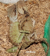 coronata maiting