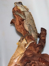 starter pair