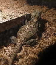 gravid blue head