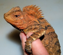 male sumatran gono