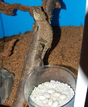 gr-fem with eggs