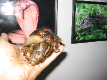 sulcata food