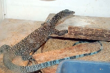 island morph jobi