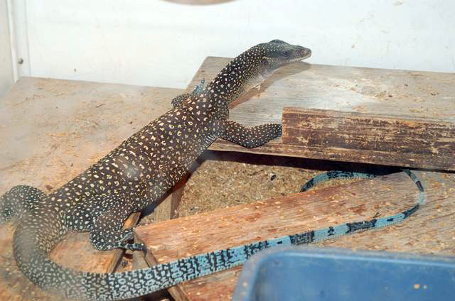 island morph jobi