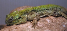 my blue head agama