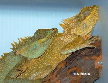 acantho pair in color