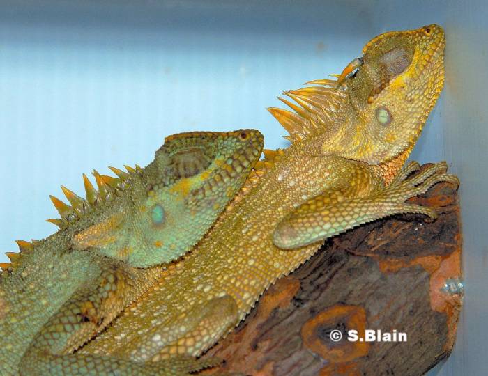 acantho pair in color