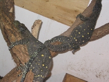 crocs perching