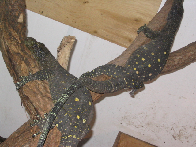 crocs perching