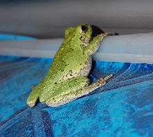 greys tree frog