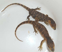 albigularis ssp