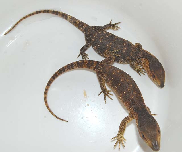 albigularis ssp