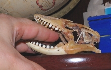nil skull