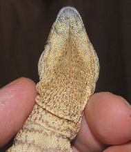 albigularis albigularis