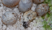 blue head hatching
