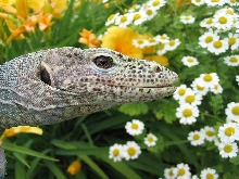 doreanus