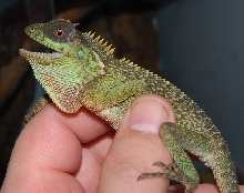 new acantho sp