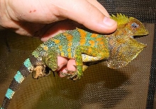 gono chameleon T-Rex