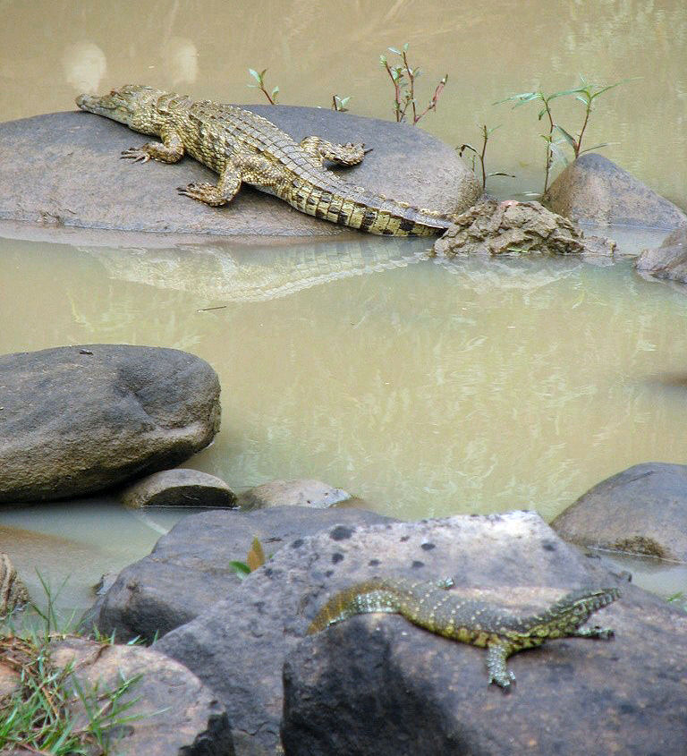 nil and croc