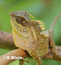 male acanthosaura ssp