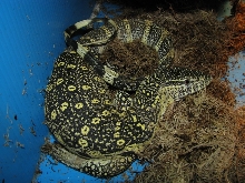 niloticus ssp?