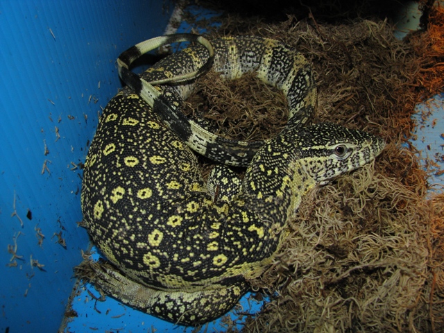 niloticus ssp?