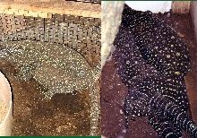 croc matings