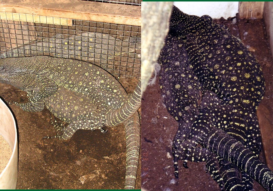 croc matings