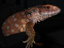 sav-yellow-male