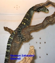 25w croc