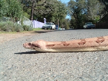 boa on the loose