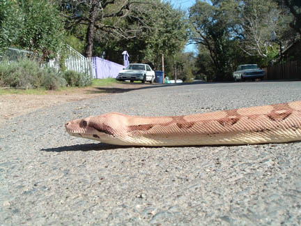 boa on the loose