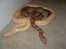 my 2 snakes